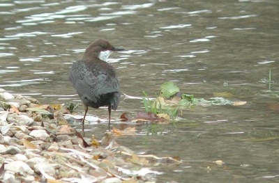 ���� Ų����[ȸ��Ŀ ���ڿ�.jpg