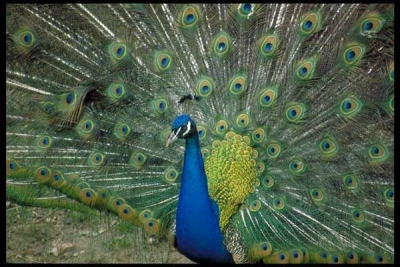 ����ȸ ӡ�ȹ��񣨼���Ŀ ���ƣ�.jpg