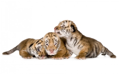 Tiger_004014.jpg