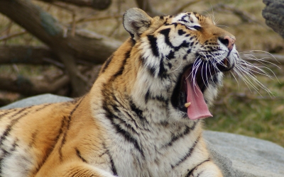 Tiger_004016.jpg