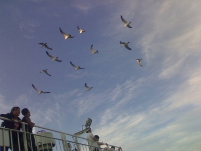 20100816061.jpg