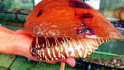 ���������