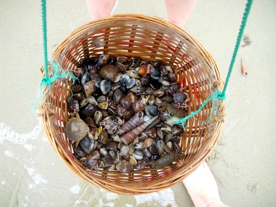 ����ɳ̲��Ļ�����