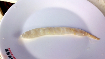 ������ɫɳ��