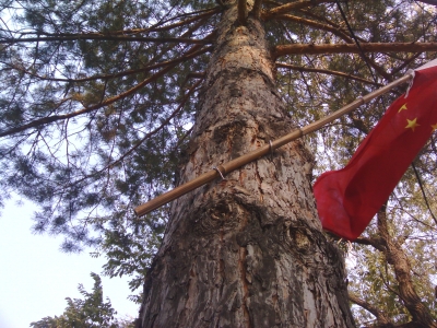 ����������ʲô�̶�����֦�ϵİɣ�